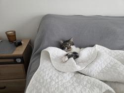Lost Male Cat last seen Hwy B & Fairview Rd, Humbird, WI 54746