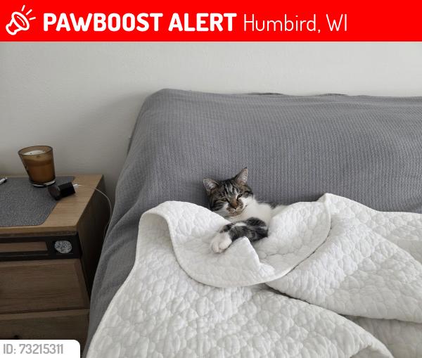 Lost Male Cat last seen Hwy B & Fairview Rd, Humbird, WI 54746