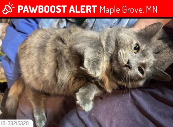 Lost Female Cat last seen Cedar Island Lake, Maple Grove, MN 55369