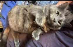 Lost Female Cat last seen Cedar Island Lake, Maple Grove, MN 55369