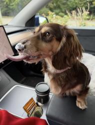 Reunited Female Dog last seen NE 200th St and 95th Pl NE, Bothell, WA 98011