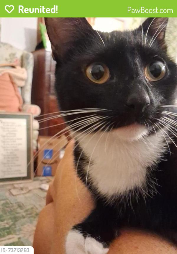 Reunited Female Cat last seen N. Decatur and Willivee, North Decatur, GA 30033