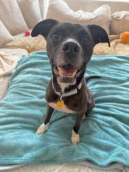Shelter Stray Female Dog last seen E 147 & Bartlett, 4th District, OH, 9203 Detroit Ave, Cleveland, OH 44102, USA