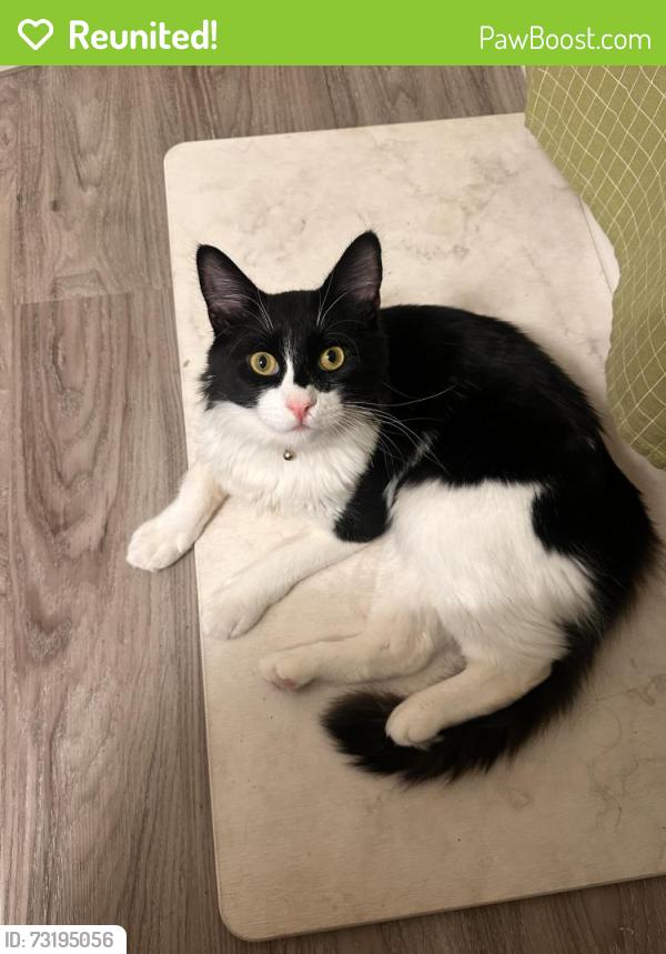 Reunited Male Cat last seen Near N 6th St, Richards Blvd, 500 N 5th St, Sacramento, CA 95811