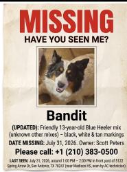 Lost Male Dog last seen O’Connor and Stahl, San Antonio, TX 78247