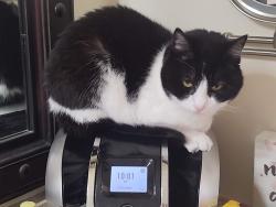 Lost Female Cat last seen Vista Del Bosque, Murrieta, CA 92562