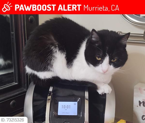 Lost Female Cat last seen Vista Del Bosque, Murrieta, CA 92562