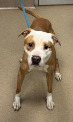 Shelter Stray Male Dog last seen Near Buford Hwy, Atlanta, GA 30341, 30341, GA, 3280 Chamblee Dunwoody Rd, Chamblee, GA 30341, USA