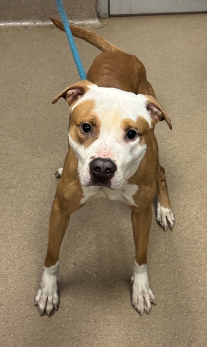 Shelter Stray Male Dog last seen Near Buford Hwy, Atlanta, GA 30341, 30341, GA, 3280 Chamblee Dunwoody Rd, Chamblee, GA 30341, USA