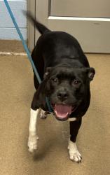 Shelter Stray Female Dog last seen Near Evans Mill Road 1303, 30058, GA, 3280 Chamblee Dunwoody Rd, Chamblee, GA 30341, USA