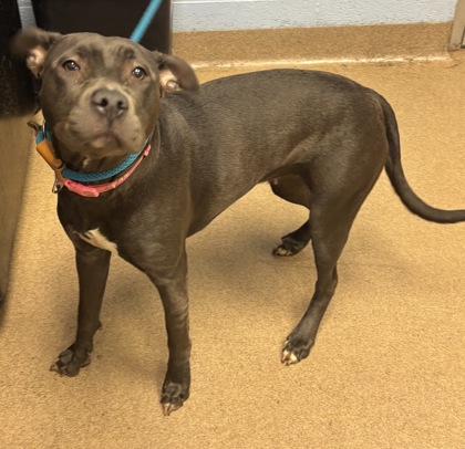 Shelter Stray Female Dog last seen Near Austin Meadows Drive, 30032, GA, 3280 Chamblee Dunwoody Rd, Chamblee, GA 30341, USA