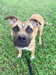 Shelter Stray Female Dog last seen Chestnut Ave & Independence Blvd, 64124, 64124, MO, 7077 Elmwood Ave, Kansas City, MO 64132, USA