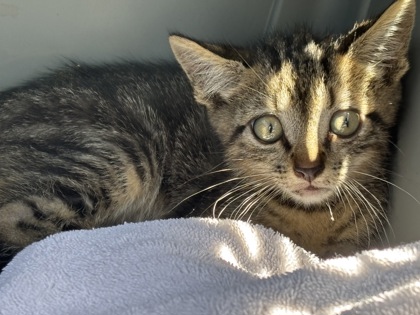 Shelter Stray Male Cat last seen Near Gresham Rd S E, Atlanta, GA 30316, 30316, GA, 3280 Chamblee Dunwoody Rd, Chamblee, GA 30341, USA