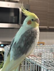 Found/Stray Male Bird last seen Murphy Kelvin, Irvine, CA 92614