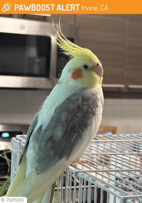 Found/Stray Male Bird last seen Murphy Kelvin, Irvine, CA 92614