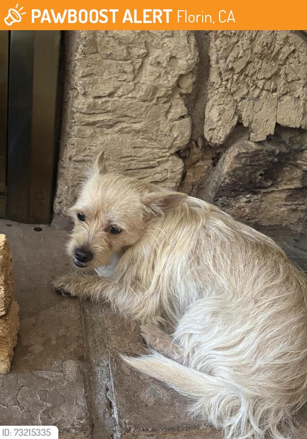 Found/Stray Male Dog last seen Spangler and Cutler drive, Florin, CA 95828