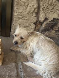 Found/Stray Male Dog last seen Spangler and Cutler drive, Florin, CA 95828
