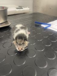 Shelter Stray Female Cat last seen Vernon St / 4th st, Roseville City, CA, 200 Tahoe Ave, Roseville, CA 95678, USA