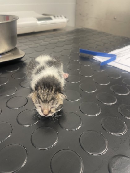 Shelter Stray Female Cat last seen Vernon St / 4th st, Roseville City, CA, 200 Tahoe Ave, Roseville, CA 95678, USA