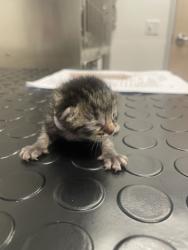 Shelter Stray Female Cat last seen Vernon St / 4th st, Roseville City, CA, 200 Tahoe Ave, Roseville, CA 95678, USA