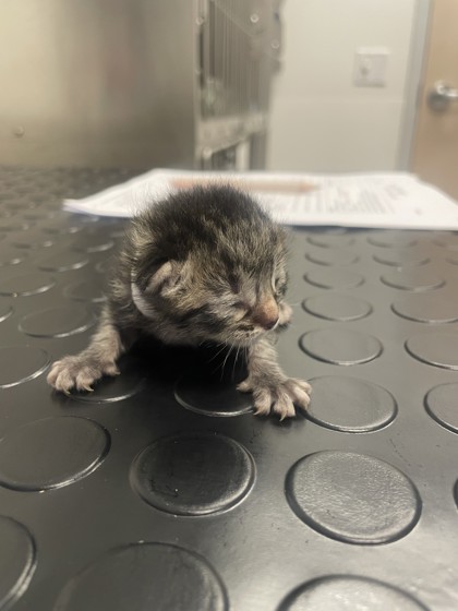 Shelter Stray Female Cat last seen Vernon St / 4th st, Roseville City, CA, 200 Tahoe Ave, Roseville, CA 95678, USA
