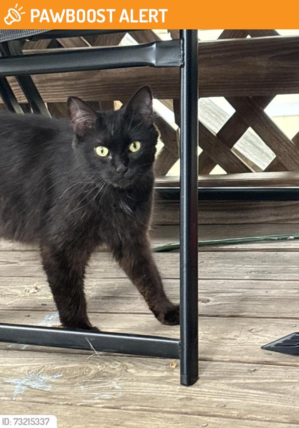 Found/Stray Female Cat last seen Low Gap Rd, Henderson County, NC 28792
