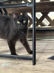 Found/Stray Female Cat last seen Low Gap Rd, Henderson County, NC 28792