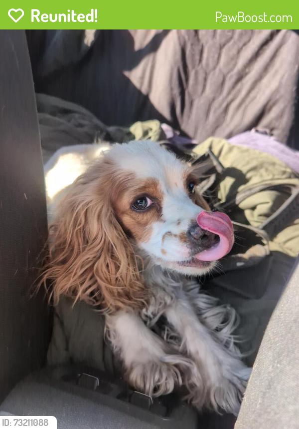 Reunited Unknown Dog last seen Balzar and Jeanne, Las Vegas, NV 89108