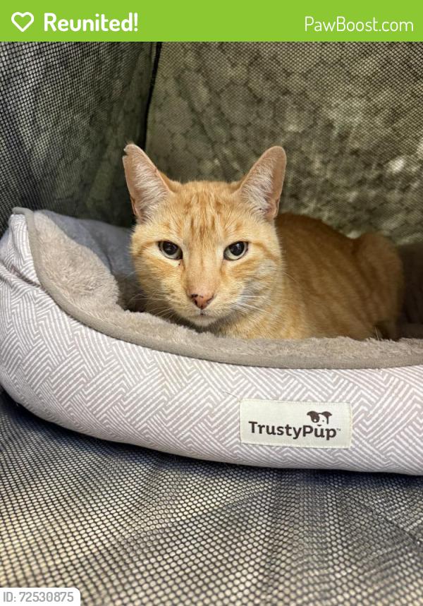 Reunited Male Cat last seen Wecuwa and little bay, Fort Myers, FL 33912