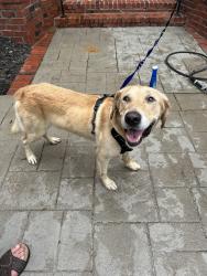 Reunited Male Dog last seen Meadowlake Dr, Hendersonville TN, Hendersonville, TN 37075