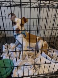 Found/Stray Male Dog last seen Garrison Park on NW 19th and Mueller, Bethany, OK 73008