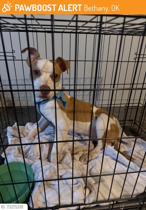 Found/Stray Male Dog last seen Garrison Park on NW 19th and Mueller, Bethany, OK 73008