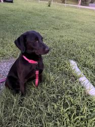 Found/Stray Female Dog last seen Nashville, Nashville, TN 37203