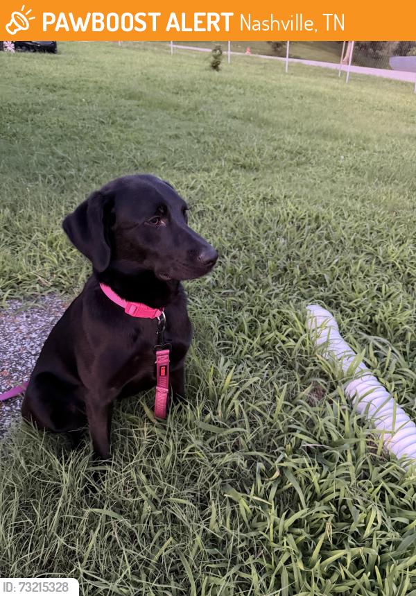 Found/Stray Female Dog last seen Nashville, Nashville, TN 37203