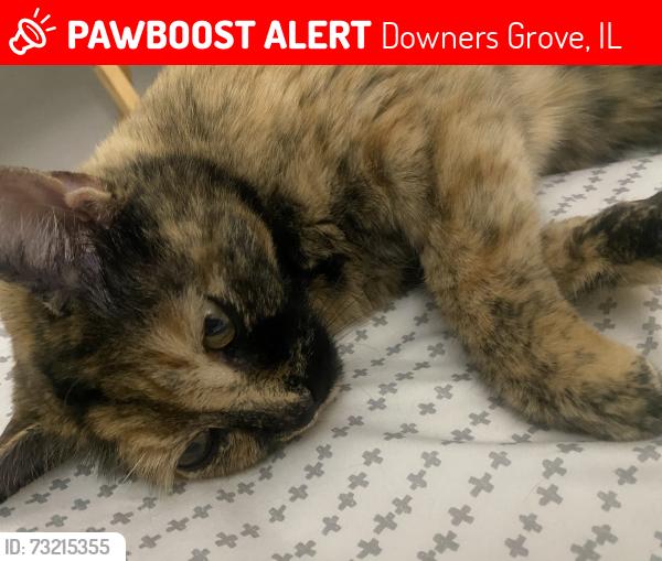 Lost Female Cat last seen Manning and Queens court, Downers Grove, IL 60561