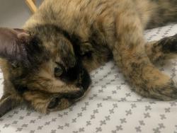 Lost Female Cat last seen Manning and Queens court, Downers Grove, IL 60561