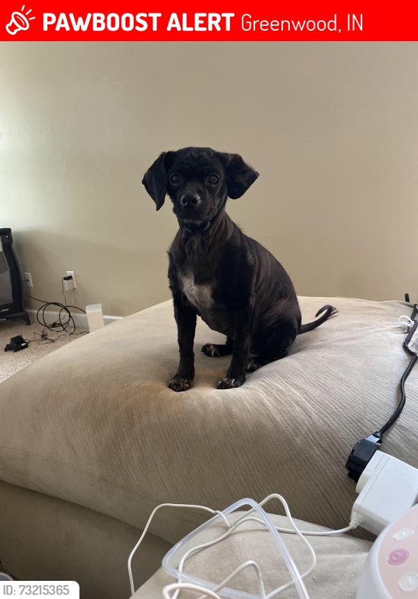 Lost Female Dog last seen Worthsville rd, Greenwood, IN 46143
