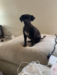 Lost Female Dog last seen Worthsville rd, Greenwood, IN 46143