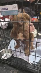 Found/Stray Female Dog last seen Oakland Park by the fire station, Columbus, OH 43224