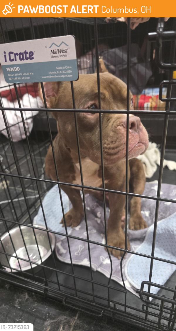 Found/Stray Female Dog last seen Oakland Park by the fire station, Columbus, OH 43224