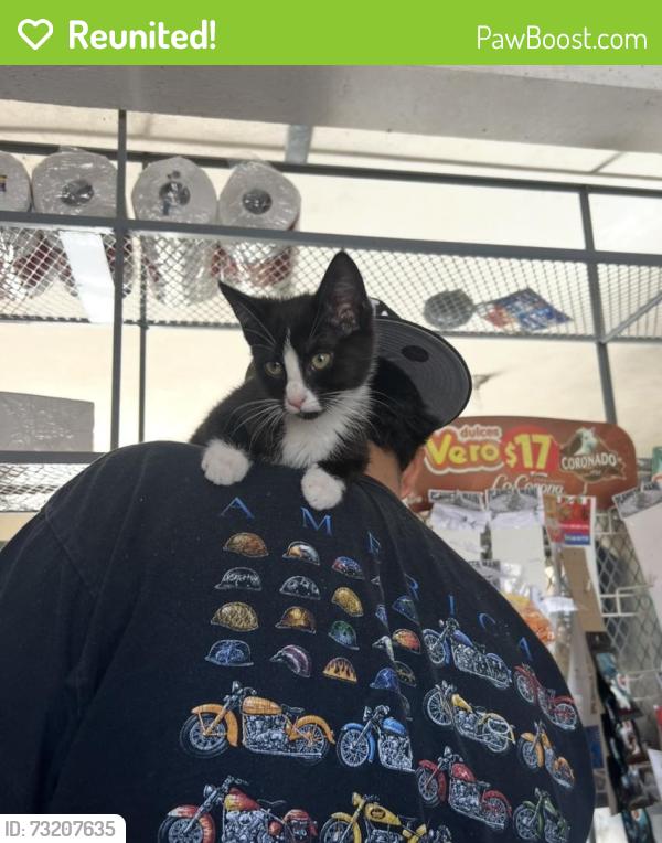 Reunited Female Cat last seen Near E Oakland Ave, Johnson City, TN 37601