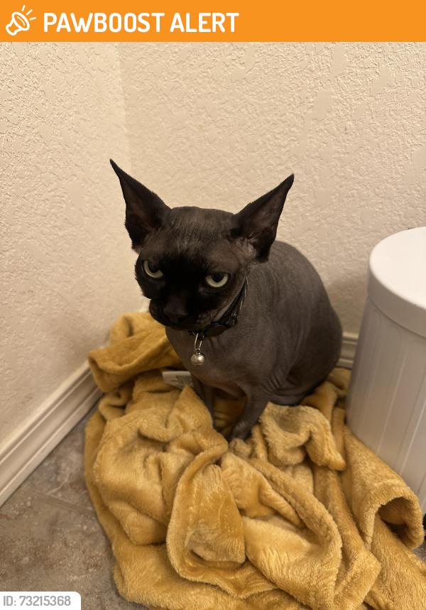 Found/Stray Female Cat last seen Yelm hwy, Thurston County, WA 98501