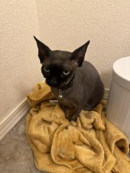 Found/Stray Female Cat last seen Yelm hwy, Thurston County, WA 98501