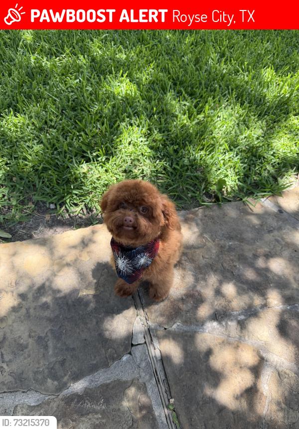 Lost Female Dog last seen Loganwood drive, Royse City, TX 75189