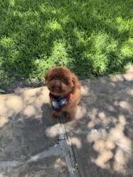 Lost Female Dog last seen Loganwood drive, Royse City, TX 75189