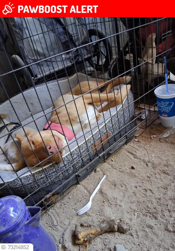 Lost Female Dog last seen Holystone and cedar st, San Bernardino County, CA 92346