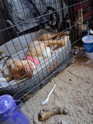 Lost Female Dog last seen Holystone and cedar st, San Bernardino County, CA 92346
