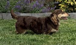 Reunited Female Dog last seen 100th Ave NE and NE 204th St Bothell, Wa, Bothell, WA 98011