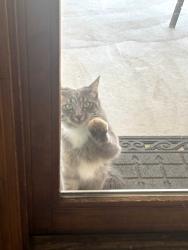 Found/Stray Unknown Cat last seen Under and Bob McCannon Parkway, Albuquerque, NM 87120