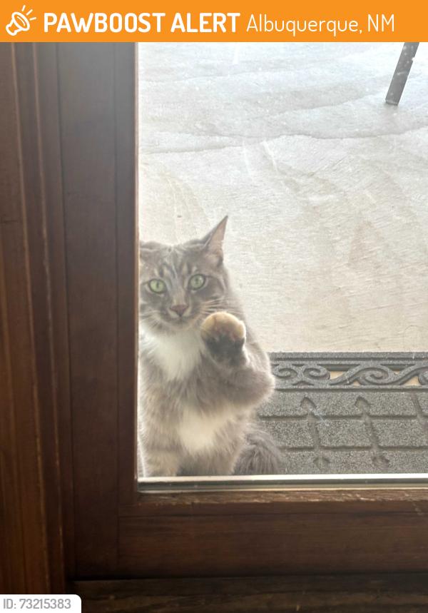 Found/Stray Unknown Cat last seen Under and Bob McCannon Parkway, Albuquerque, NM 87120